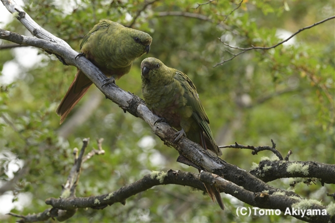 184 コイミドリインコ　Austral Parakeet